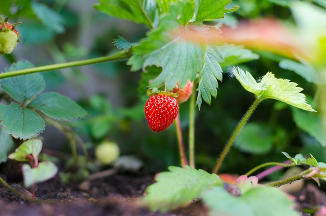 strawberries